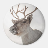 トナカイ自然写真 マグネット (正面)