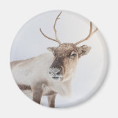 トナカイ自然写真 マグネット (正面)