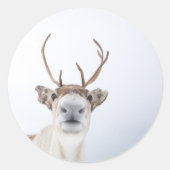 トナカイ自然写真 ラウンドシール (正面)