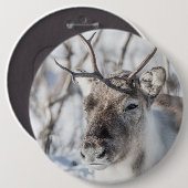 トナカイ自然写真 缶バッジ (正面&裏面)