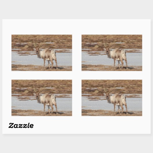 トナカイ自然写真 長方形シール (シート)