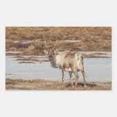 トナカイ自然写真 長方形シール (正面)