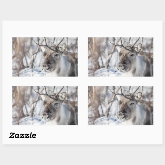 トナカイ自然写真 長方形シール (シート)