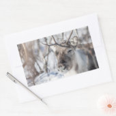 トナカイ自然写真 長方形シール (封筒)