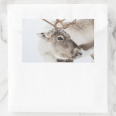 トナカイ自然写真 長方形シール (バッグ)