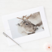 トナカイ自然写真 長方形シール (封筒)