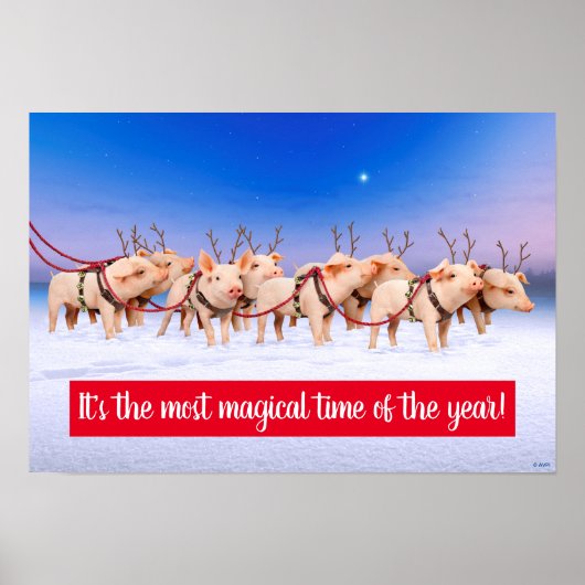 トナカイ豚 ポスター (正面)