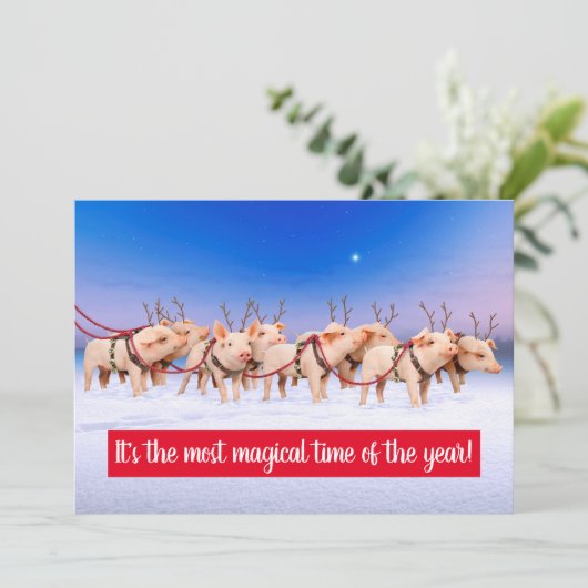 トナカイ豚 招待状 (スタンド正面)