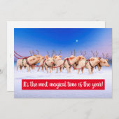 トナカイ豚 招待状 (正面/裏面)