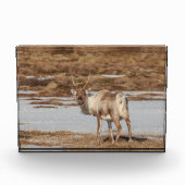 トナカイ・ノルウェー フォトブロック (正面)