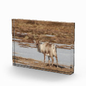 トナカイ・ノルウェー フォトブロック (右)