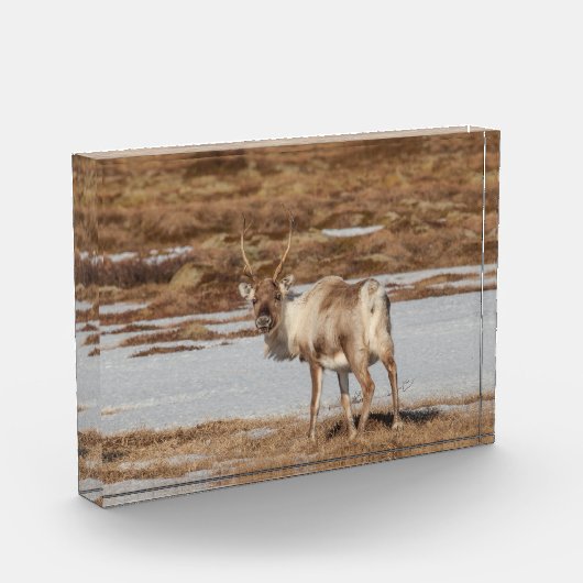 トナカイ・ノルウェー フォトブロック (左)