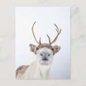 トナカイ ポストカード (正面)
