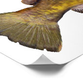 トナマズ ポスター (角)