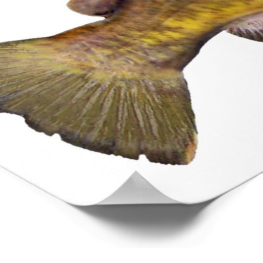 トナマズ ポスター (角)