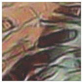 トニーギニア豚 ファブリック (クローズアップ)