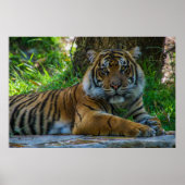 トニー ポスター (正面)