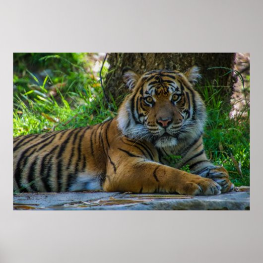 トニー ポスター (正面)