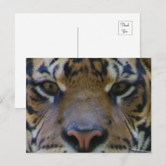 トニー ポストカード (正面/裏面)
