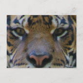 トニー ポストカード (正面)