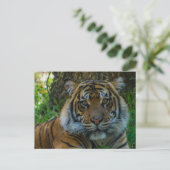 トニー ポストカード (スタンド正面)