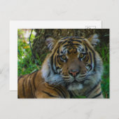 トニー ポストカード (正面/裏面)