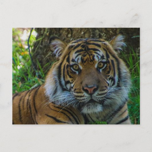 トニー ポストカード (正面)