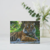 トニー ポストカード (スタンド正面)