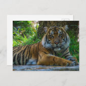 トニー ポストカード (正面/裏面)