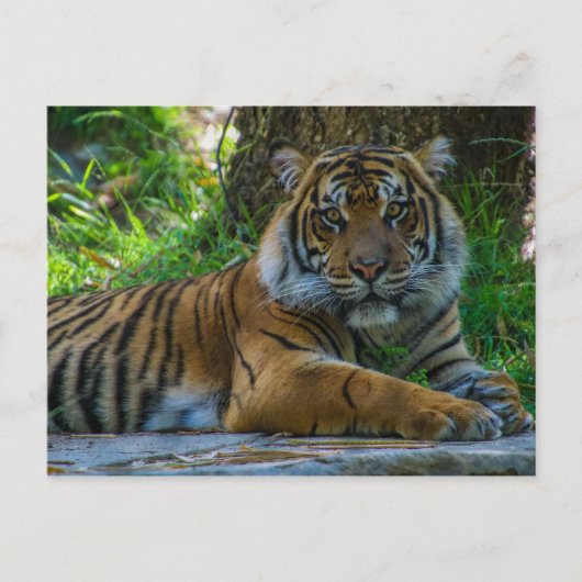 トニー ポストカード (正面)