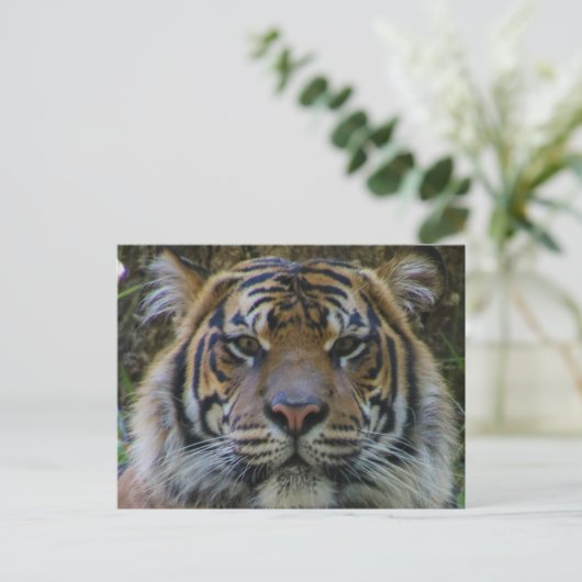 トニー ポストカード (スタンド正面)