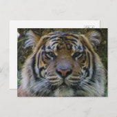 トニー ポストカード (正面/裏面)