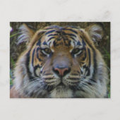 トニー ポストカード (正面)