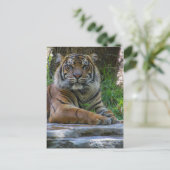 トニー ポストカード (スタンド正面)