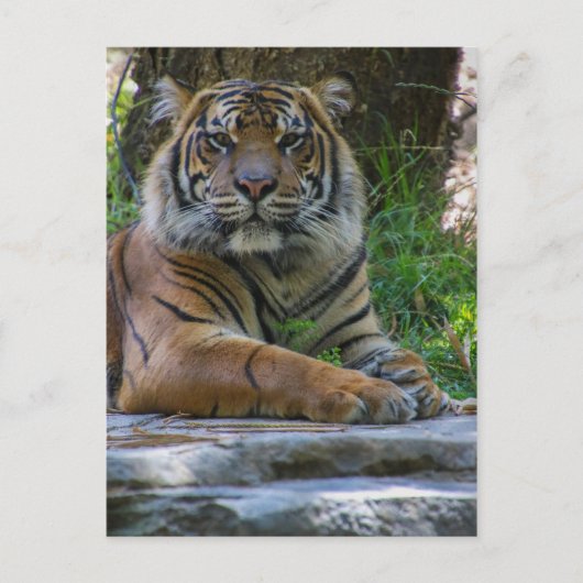 トニー ポストカード (正面)