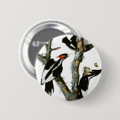 トネリコのAububonのアイボリー勘定書を出されたキツツキ 缶バッジ (正面&裏面)