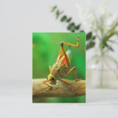 トノサマバッタのポストカード ポストカード (スタンド正面)