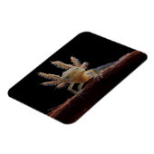 トノトガラ マグネット (左側)