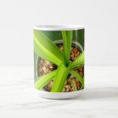 トバゴの緑のマグ コーヒーマグカップ (中央)