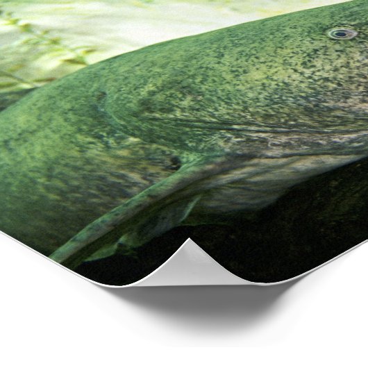 トビウオ ポスター (角)