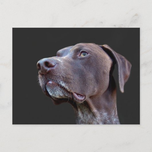 トビー ポストカード (正面)