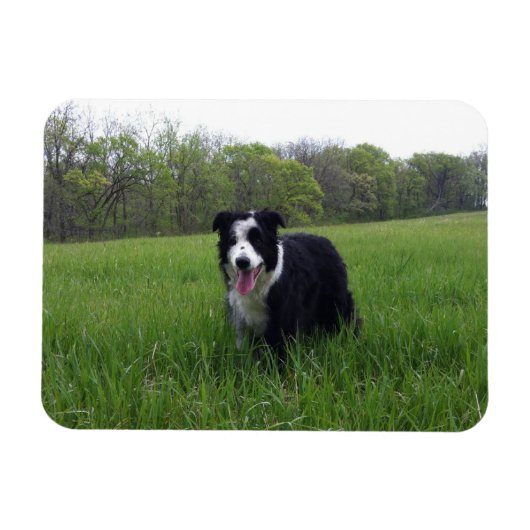 トビー マグネット (横)