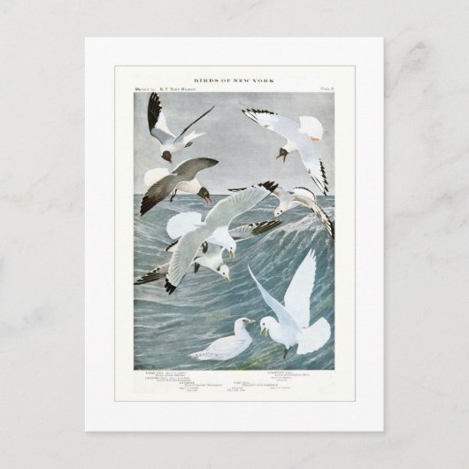 トビ ポストカード (正面)