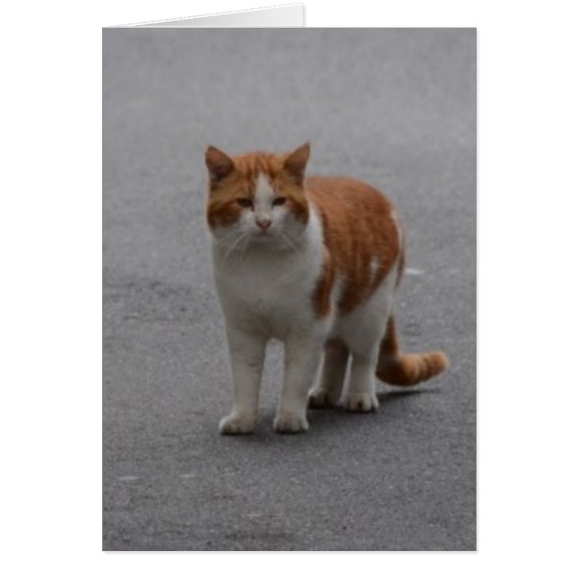 トマスジンジャーと白猫 (正面)