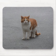 トマスジンジャーと白猫