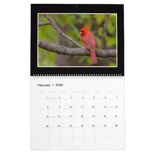 トマスMinutolo著（鳥）ショウジョウコウカンチョウ2018の月例カレンダー カレンダー (2月 2026)