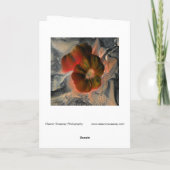 「トマトとレース」デジタルで変更された静物生活 カード (裏面)