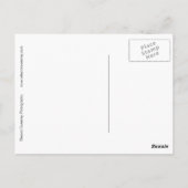 「トマトとレース」デジタルで変更された静物生活 ポストカード (裏面)