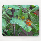 トマトの緑のツノミムシ マウスパッド (正面)