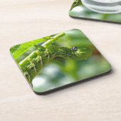 トマトホーンワーム コースター (左側)